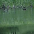 Ducks in pond
