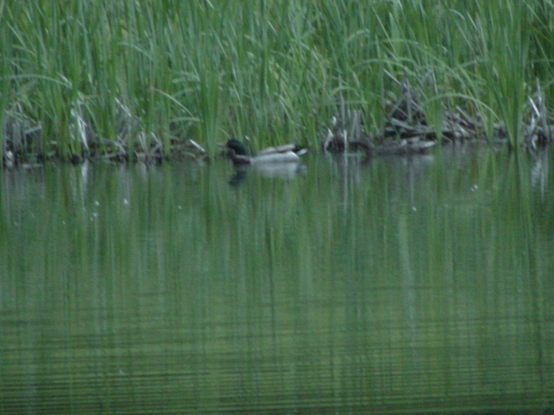 Ducks in pond #2