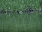 Ducks in pond #2