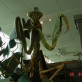 The praying mantis has been known to grow to extraordinary sizes.
