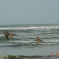 Well, I got the birds this time around, but alas, they are blurred.