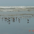 Despite the onrush of water, they birds are steadfast.