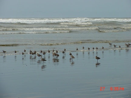 Despite the onrush of water, they birds are steadfast.