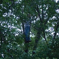 Greg in a tree (956)