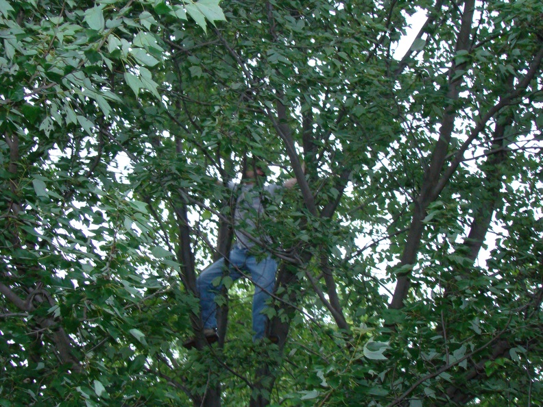 Greg in a tree (958)