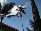 the main coconut tree next to us
