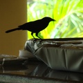 this bird was smart and was poking holes through the plastic to get some bread
