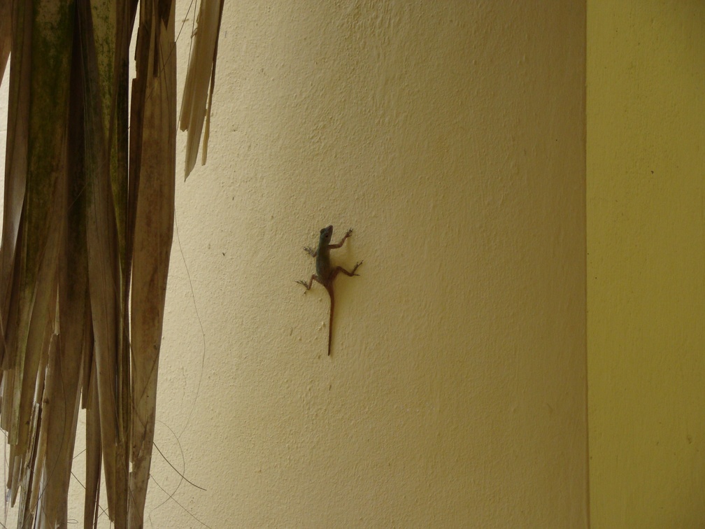 a gecko on the building next to us