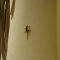 a gecko on the building next to us