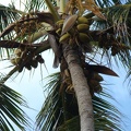Coconuts in the tree