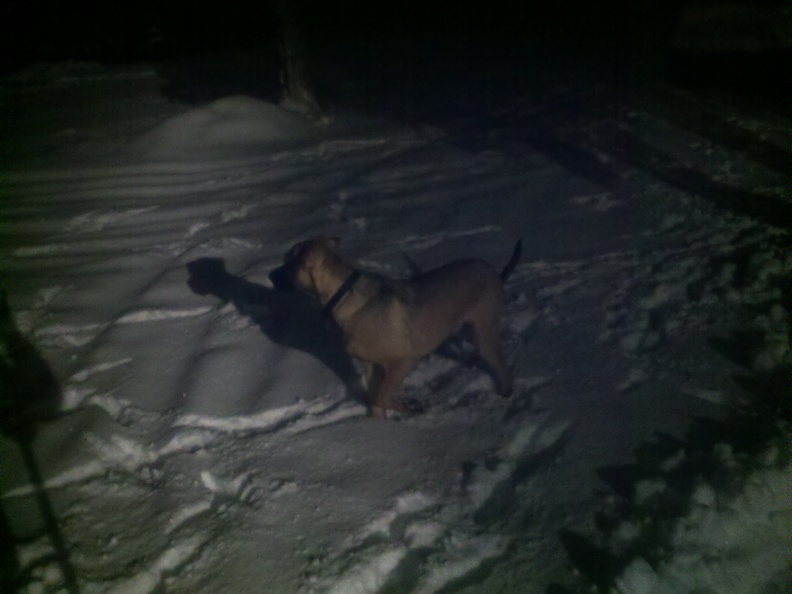 Buster helping to shovel